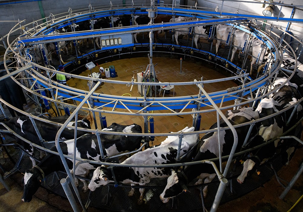 maltrato vacas industria lactea 03