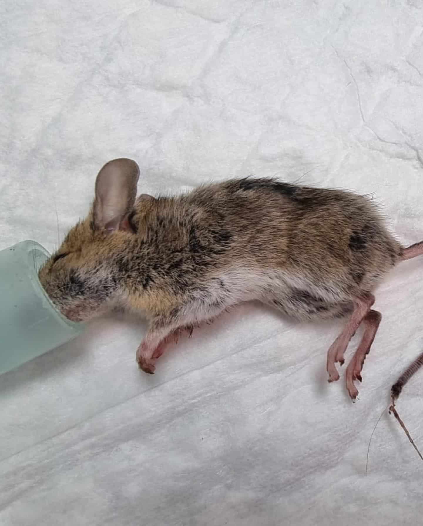 Ratón Cisca